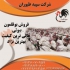 فروش بوقلمون یک روزه و فروش بوقلمون یک ماهه طیور در تهران فروش