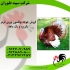 فروش جوجه بوقلمون شرکت نغمه تورنگ طیور در تهران فروش جوجه بوقلمون