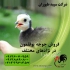 فروش عمده جوجه بوقلمون یکماهه با قیمت مناسب طیور در تهران فروش عمده