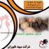 فروش ویژه بوقلمون قیمت بوقلمون یک روزه طیور در تهران فروش ویژه