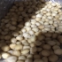 دانه ماکادمیا در تهران فروش دانه ماکادمیا مناسب روغن گیری مصرف غذایی