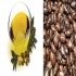 فروش روغن کرچک خالص در اصفهان فروش روغن کرچک خالص وارد کننده روغن گیاهی