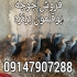 فروش جوجه بوقلمون بورن بورن قیمت مناسب در ارومیه فروش جوجه بوقلمون بورن