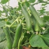 خیار گلخانه صادراتی خیار بوته ای خیار درختی در یزد با سلام خیار