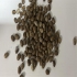 دانه کرچک روغن گیری در تهران پخش عمده انواع دانه های روغنی و روغن