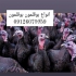 فروش جوجه بوقلمون نژاد برنز طیور در تهران پرورش و قیمت بوقلمون برنز