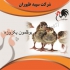 بوقلمون واکسینه در تهران بوقلمون واکسینه طیور بوقلمون یک روزه مشاوران