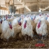 پخش جوجه بوقلمون طیور در تهران فروش جوجه بوقلمون نژاد بیوتی 6 but