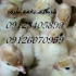 قیمت جوجه بوقلمون سفید گوشتی طیور در تهران قیمت جوجه بوقلمون سفید