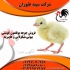 فروش جوجه یک روزه بوقلمون بوقلمون گوشتی طیور در تهران فروش جوجه یک