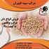 بوقلمون تخم گذار تولید و پخش عمده انواع بوقلمون در تهران بوقلمون تخم