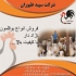 جوجه بوقلمون جوجه بوقلمون نژاد دار طیور در تهران جوجه بوقلمون جوجه