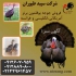 قیمت جوجه بوقلمون ۲۰ روزه فروش عمده بوقلمون در تهران قیمت جوجه