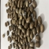 دانه کرچک روغن گیری در تهران پخش عمده انواع دانه های روغنی و روغن