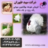 قیمت جوجه بوقلمون یک ماهه عرضه بوقلمون بیوتی طیور در تهران قیمت جوجه