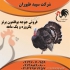فروش انواع بوقلمون برنز بیوتی طیور در تهران فروش انواع بوقلمون برنز