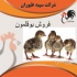 قیمت جوجه بوقلمون یک ماهه قیمت مقرون به صرفه طیور در تهران قیمت جوجه