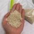 فروش کنجد و عرضه مستقیم کنجد دسته ی اول در تهران کنجد اصل ایالت پنجاب