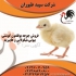 قیمت جوجه بوقلمون یک ماهه ؛ طیور در تهران قیمت جوجه بوقلمون یک ماهه