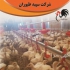 فروش جوجه بوقلمون ۱ ماهه الی ۵ ماهه طیور در تهران فروش بوقلمون 1 روزه