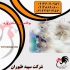 فروش جوجه بوقلمون بیوتی یک روزه و یک ماهه طیور در تهران فروش جوجه