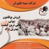 جوجه بوقلمون جوجه بوقلمون نژاد دار طیور در تهران جوجه بوقلمون جوجه