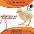 جوجه بوقلمون در سنین مختلف ویژه طیور در تهران جوجه بوقلمون در سنین