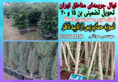 فروش انواع درختان میوه و زینتی بن بالا ویژه جریمه و پایانکار در تهران