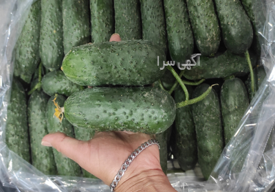 خیار خاردار گلخانه ای خیار خاردار گلخانه ای