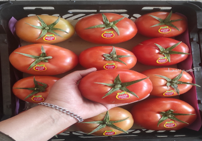 گوجه گلخانه ای یزد