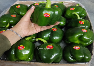 فلفل دلمه سبز گلخانه یزد