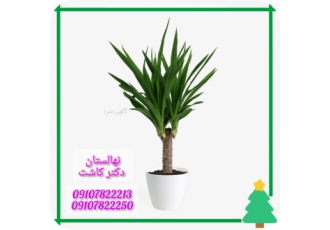 فروش گیاه یوکا تنه دار گیاه یوکا تنه دار گیاه یوکا تنه zwnj دار