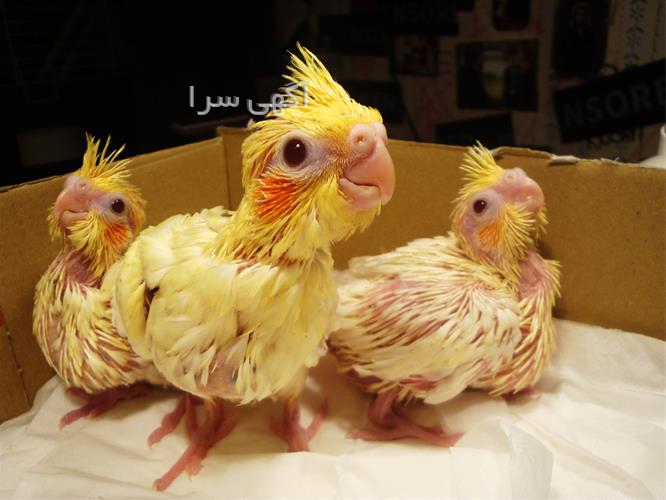 دامپزشکی طوطی