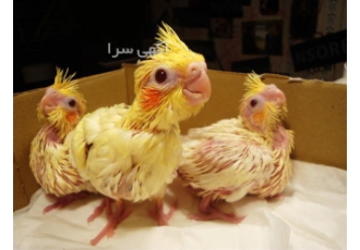 کلینیک دامپزشکی پرندگان پارسین ( مشهد )