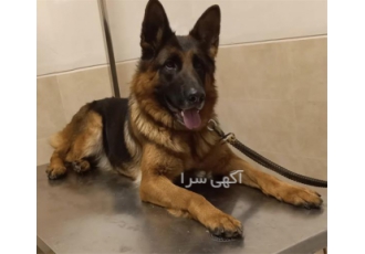 خدمات دامپزشکی سیار ، دامپزشک در محل