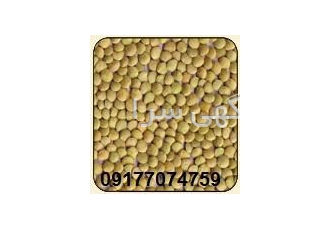 عدس سبز کانادایی واردات خرید و فروش و حق العمل کاری لوبیاچیتی کارخانجات