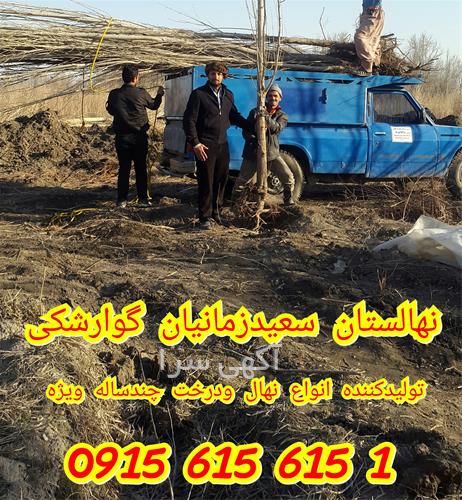 آگهی های گل و گیاه - مشهد