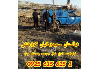 درخت بزرگ و غول پیکر ، فروش درخت چند ساله