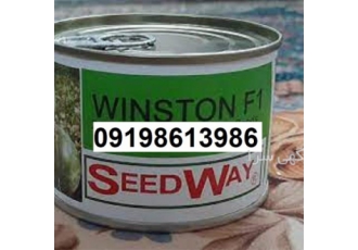 هندوانه وینستون پر فروش و بذر اصل