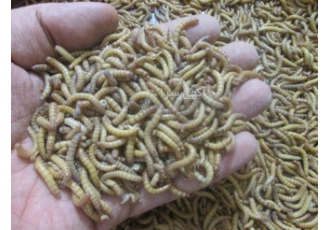 پرورش و فروش تخصصی حشرات
