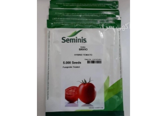 فروش بذر گوجه فرنگی brivio tomato