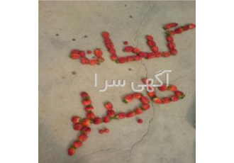پرورش حرفه ای توت فرنگی را از ما بخواهید پرورش توت فرنگی بصورت حرفه ای