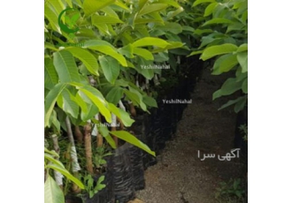 خریدو فروش نهال پایه رویشی و پیوندی در ارقام مختلف