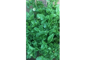 فروش ناز یخی یا ناز فرانسوی یا ناز ژاپنی