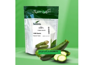 فروش بذر کدو خورشتی SV۲۹۸۷YL سمینیس در تهران بذر کدو خورشتی 2987