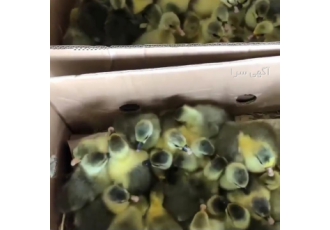 فروش جوجه غاز محلی با بهترین کیفیت تولید هفتگی فروش خرده و عمده