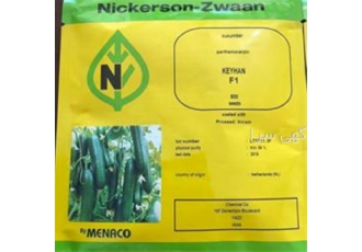 بذر خیار گلخانه ای کیهان نیکرسون در اهواز بذر خیار گلخانه ای کیهان شرکت