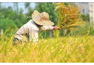 زمین نیم هکتاری کشاورزی برای کسب اطلاعات بیشتر و قیمت دقیق تماس بگیرید