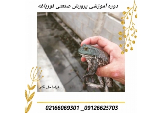 دوره آموزشی پرورش و تکثیر قورباغه دوره آموزشی پرورش و تکثیر قورباغه