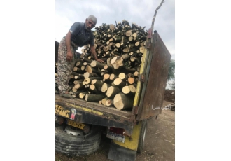 فروش چوب مرکبات شمال